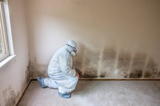 Why You Should Choose Our Mold Remediation Services in Roanoke, IL